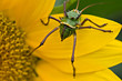 Beatles, the armored corn cricket, Orthoptera