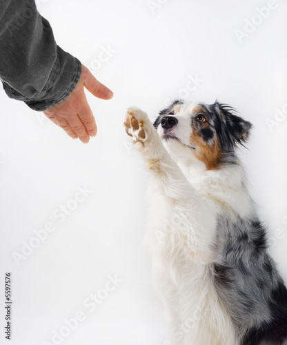 Photo: Dog and human handshake. Dog and human handshake.