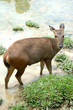 Deer ii