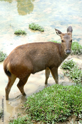 Deer ii