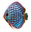 colorful tropical discus fish