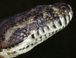 A Carpet Python Close-up in Australia