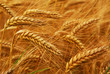 Golden wheat growing in a farm field, closeup on ears Golden wheat growing in a farm field, closeup on ears