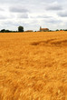Agricultural landscape of golden wheat growing in a farm field Agricultural landscape of golden wheat growing in a farm field