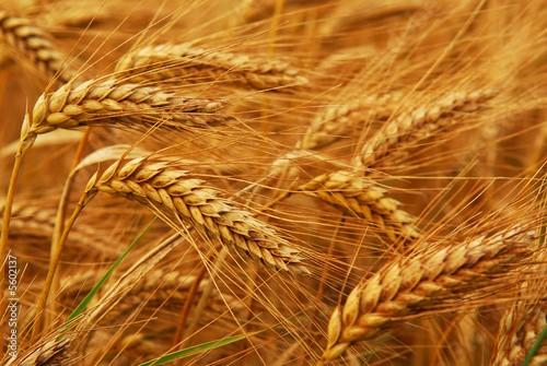 golden wheat