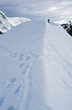 Skua on top of a snow montain
