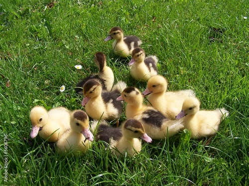 Photo: Patos Patos