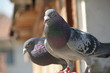 mail pigeons in close-up on a roof in Romania mail pigeons in close-up on a roof in Romania