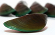 Mussel