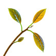 A young avocado tree