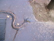 Racines d'atbre sortant du trottoir;