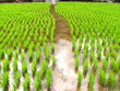 Foto: Rice Seedlings 2 Rice Seedlings 2