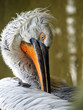 Un pelican