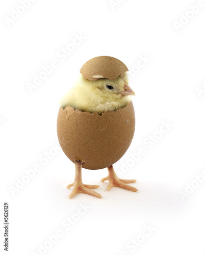 chick