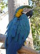 Parrot