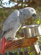 Parrot
