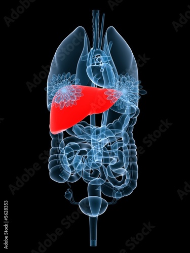 Illustration: weibliche organe mit roter leber weibliche organe mit roter leber