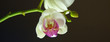Orchideenpanorama