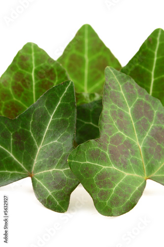 Photo: green leafs on white background green leafs on white background