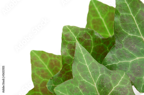 Photo: green leafs on white background green leafs on white background