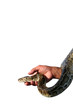 snake