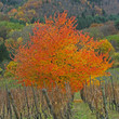 Cerisier en automne