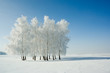Cold winter day, beautiful hoarfrost and rime on trees