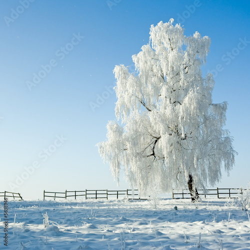 Photo: Cold winter day, beautiful hoarfrost and rime on trees Cold winter day, beautiful hoarfrost and rime on trees