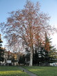 Lyon, France, Arbre en hiver dans un jardin public Lyon, France, Arbre en hiver dans un jardin public
