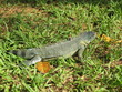 Camaleão, Chamäleon,  Amazonas