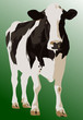 vaca