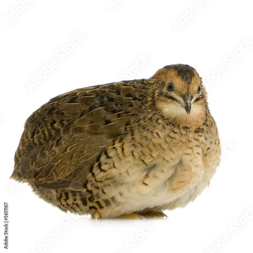Photo: Japanese Quail - Coturnix japonica Japanese Quail - Coturnix japonica
