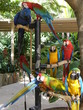 Parrots