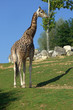 girafe