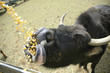Feeding Time