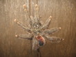 Vogelspinne, Amazonas