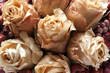 Six dried roses in an arrangement