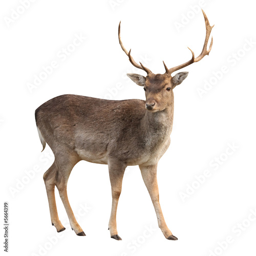Foto: buck deer isolated with clipping path buck deer isolated with clipping path