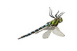 dragonfly close up isolated on white