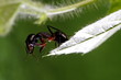 Ant on leaf