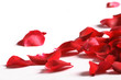 Petals of a rose, on a white background. Petals of a rose, on a white background.