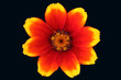 Fiery flower