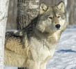 Gray wolf in winter forest. Photographed in Northern Minnesota Gray wolf in winter forest. Photographed in Northern Minnesota