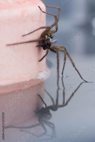 Foto: Nahaufnahme einer Haus- und Winkelspinne Nahaufnahme einer Haus- und Winkelspinne