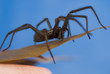 Foto: Nahaufnahme einer Haus- und Winkelspinne Nahaufnahme einer Haus- und Winkelspinne
