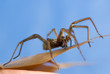 Foto: Nahaufnahme einer Haus- und Winkelspinne Nahaufnahme einer Haus- und Winkelspinne