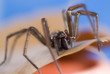 Foto: Nahaufnahme einer Haus- und Winkelspinne Nahaufnahme einer Haus- und Winkelspinne