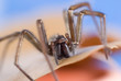 Foto: Nahaufnahme einer Haus- und Winkelspinne Nahaufnahme einer Haus- und Winkelspinne