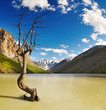 Mountain landscape with lake and dead tree Mountain landscape with lake and dead tree