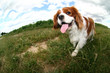 running dog running dog